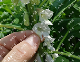 湖北金九昌種業有限公司